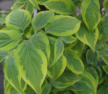 Cornus kousa Summer Gold - Kousa Dogwood 