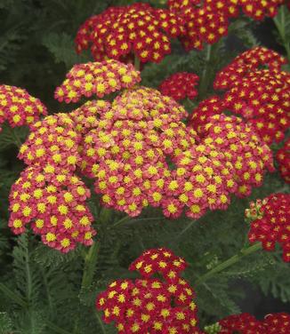 Achillea millefolium 'Strawberry Seduction' - Yarrow