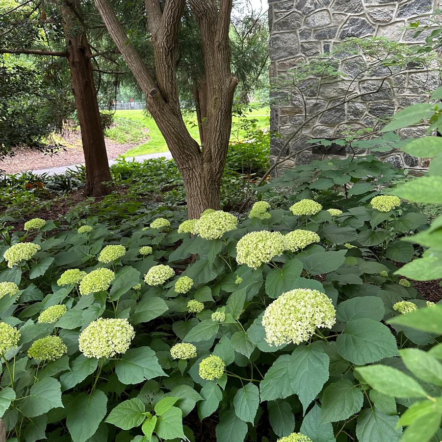 Hydrangea arborescens 'Annabelle' - Smooth Hydrangea 