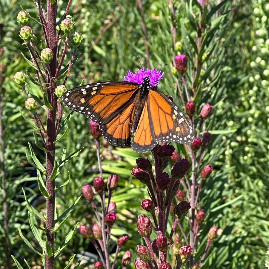 Liatris aspera - Rough Blazing Star from Pleasant Run Nursery