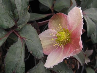 Helleborus x ericsmithii 'Pink Frost' 