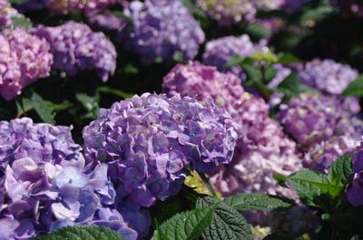 Hydrangea macrophylla Endless Summer® BloomStruck®