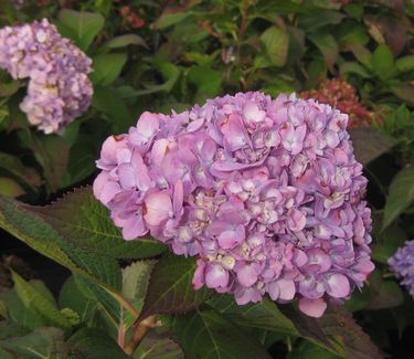 Hydrangea macrophylla Endless Summer® 'The Original'
