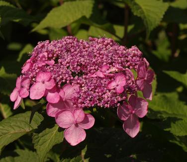 Hydrangea macrophylla Endless Summer® Twist 'n' Shout® - Bigleaf Hydrangea from Pleasant Run Nursery