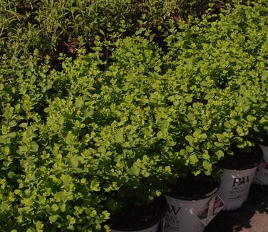 Symphoricarpos x Proud Berry® Pink