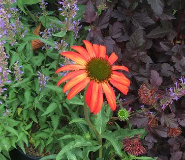 Echinacea x PRAIRIE STARS™ 'Tomato Soup'