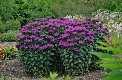 Monarda x Sugar Buzz 'Rockin' Raspberry' (Walters)