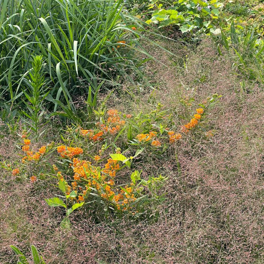 Eragrostis spectabilis @ Central Park