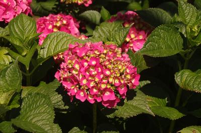 Hydrangea macrophylla Endless Summer® Summer Crush®