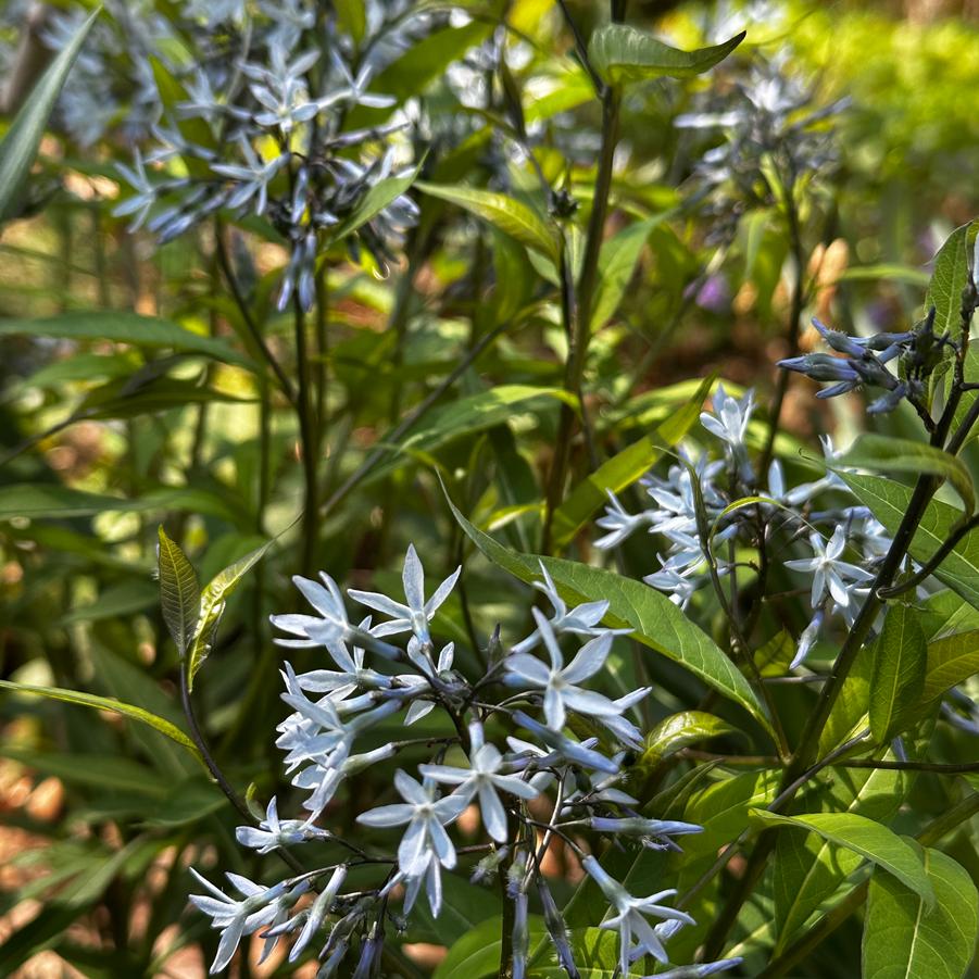 Amsonia tabernaemontana Storm Cloud 
