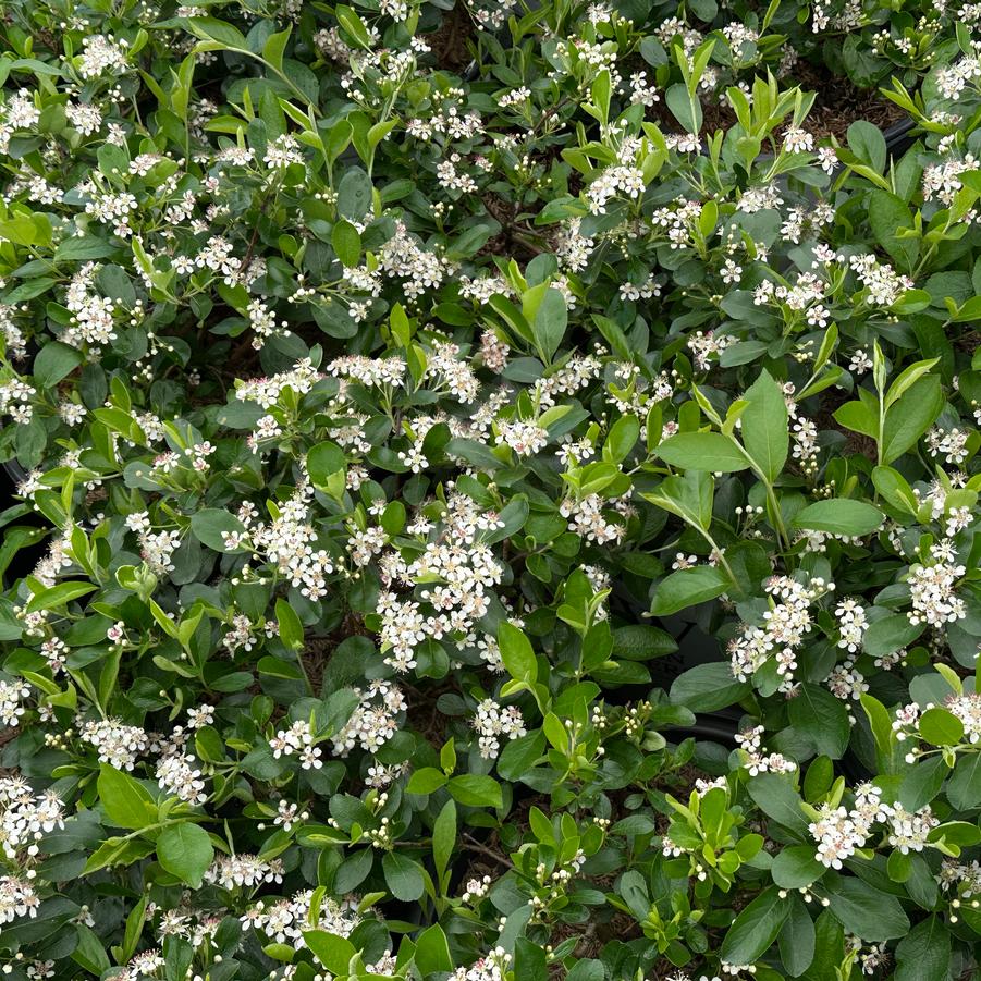 Aronia melanocarpa Ground Hug®