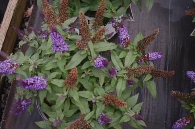 Buddleia x Pugster Blue&reg;