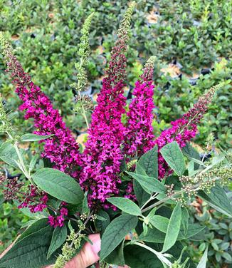 Buddleia x Lo & Behold® Ruby Chip® (Photo Proven Winners)