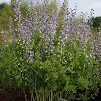 Baptisia x Decadence® 'Blue Bubbly' - False Indigo (Photo: Walter's Gardens, Inc.)