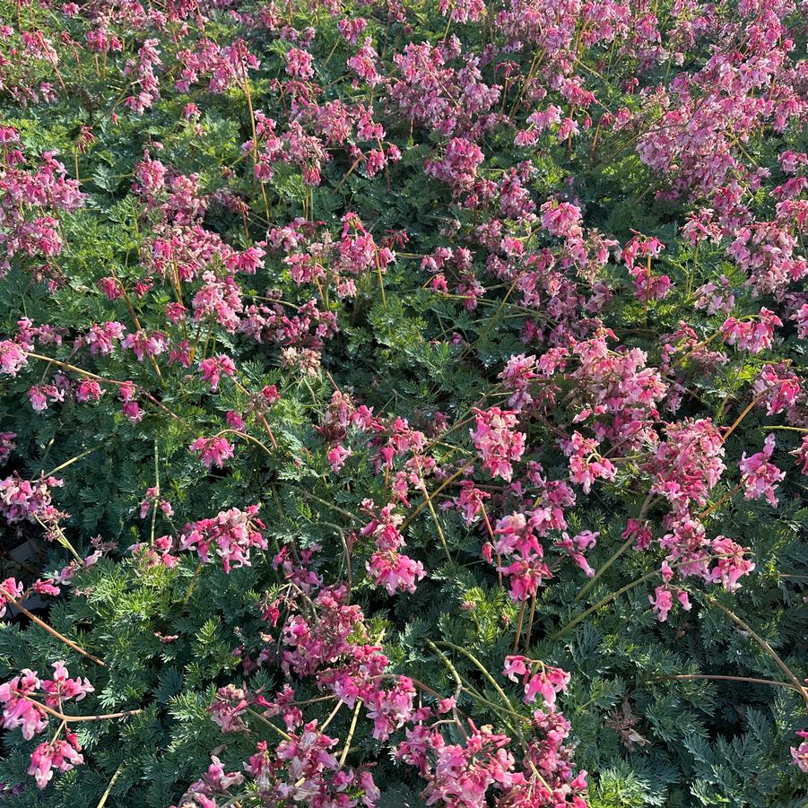 Dicentra x Pink Diamonds - Fern-leaved Bleeding Heart