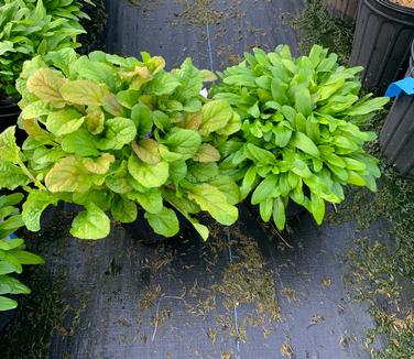 Ajuga 'Parrot Paradise' on left and 'Cordial Canary' on right - Bugleweed from Pleasant Run Nursery