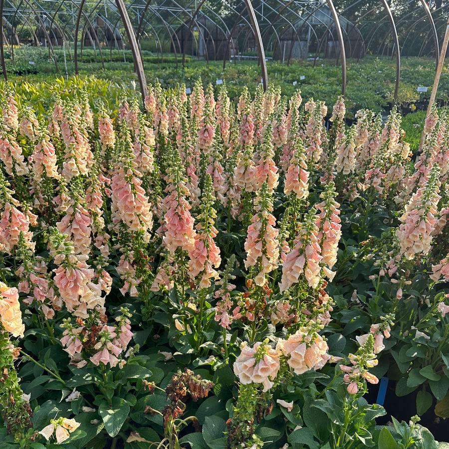 Digitalis purpurea 'Dalmatian Peach' - Foxglove from Pleasant Run Nursery