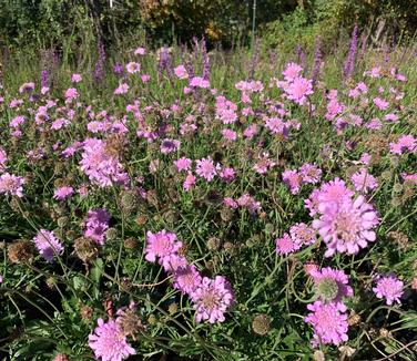 Scabiosa columbaria 'Pink Mist' - Pincushion- Pink Mist from Pleasant Run Nursery