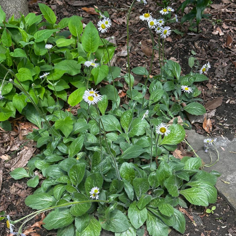 Erigeron pulchellus 'Lynnhaven Carpet' - Fleabane from Pleasant Run Nursery