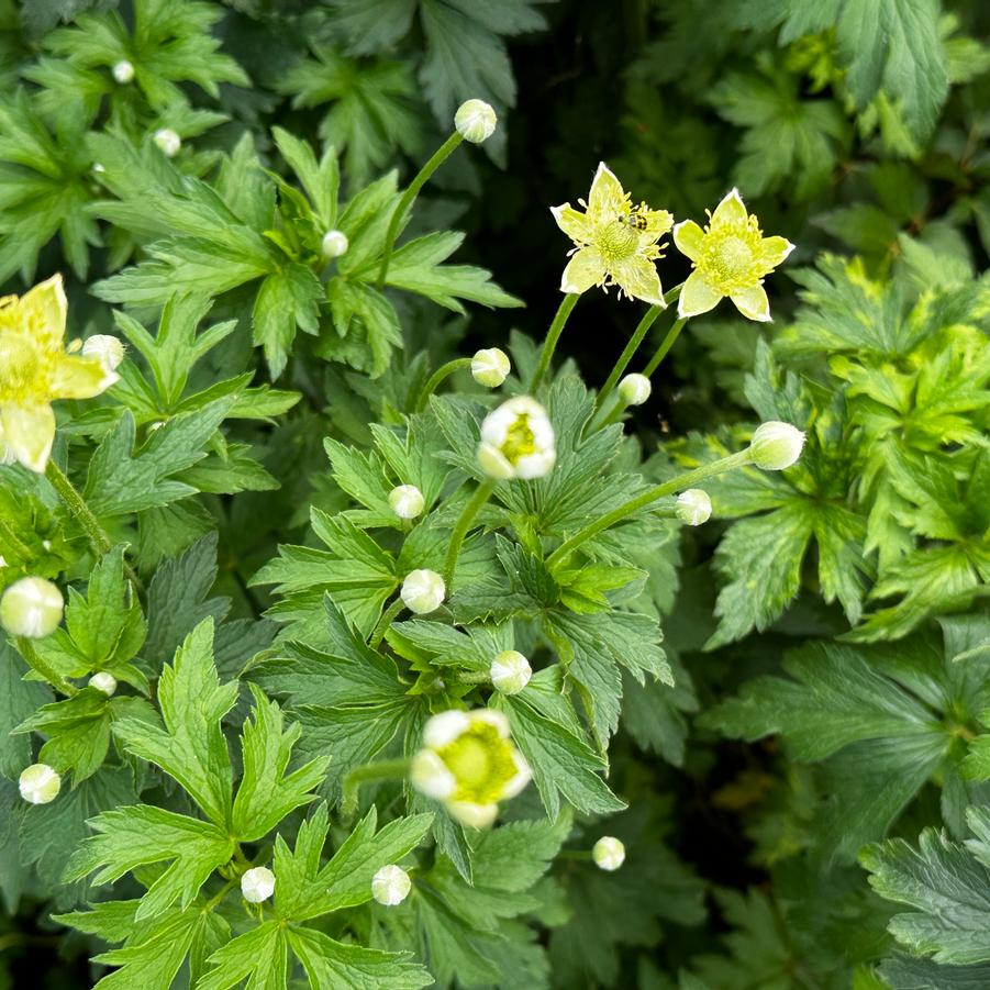 Anemone virginiana - Thimbleweed from Pleasant Run Nursery