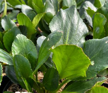 Bergenia x Dragonfly® 'Sakura' - Pigsqueak from Pleasant Run Nursery