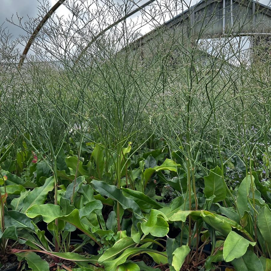 Limonium latifolium - Sea Lavender from Pleasant Run Nursery