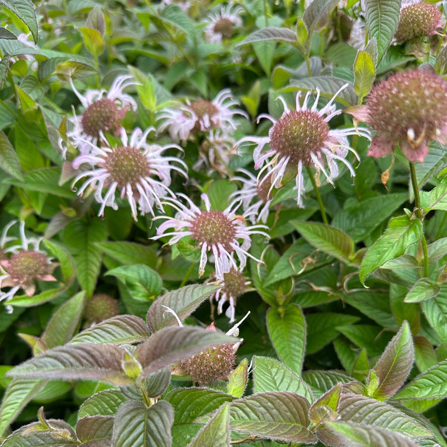 Monarda bradburiana 'Midnight Oil' - Eastern Bee Balm from Pleasant Run Nursery