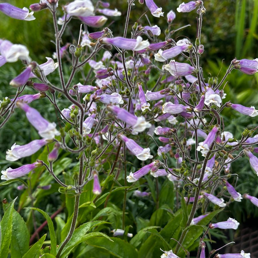 Penstemon hirsutus - Hairy Beardtongue from Pleasant Run Nursery