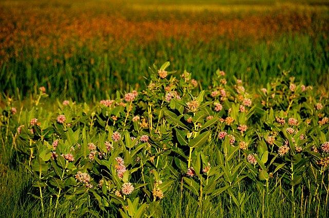 Asclepias speciosa - Showy Milkweed Photo Credit: Tom Koerner/USFWS