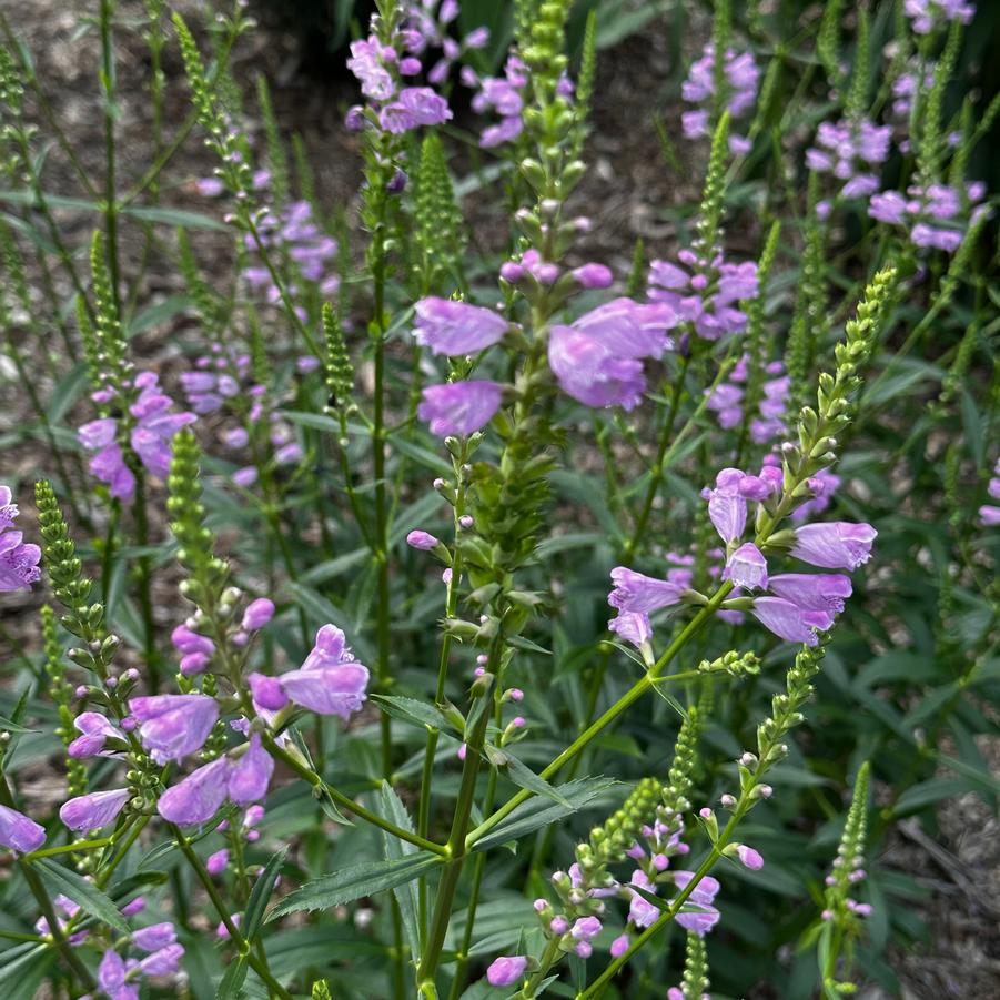 Physostegia virginiana - Obedient Plant from Pleasant Run Nursery