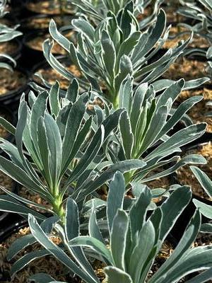 Euphorbia characias ssp. wulfenii 'Glacier Blue' - Spurge from Pleasant Run Nursery