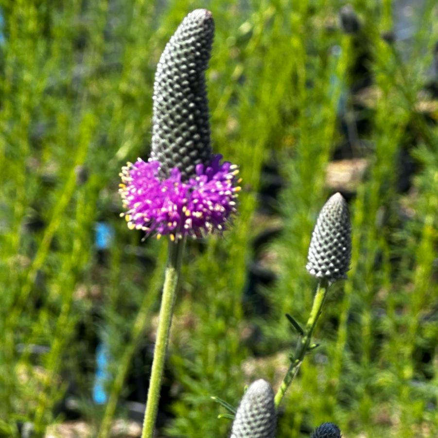 Dalea purpurea - Purple Prairie Clover from Pleasant Run Nursery