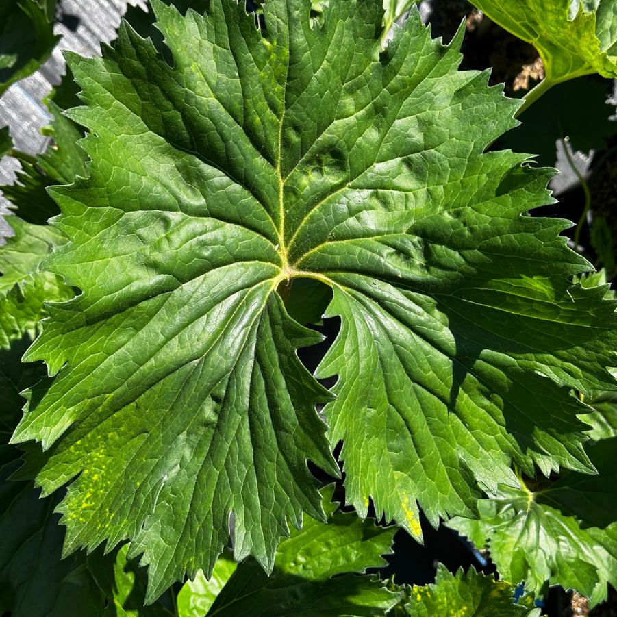 Ligularia japonica 'Tractor Seat' - Goldenray from Pleasant Run Nursery