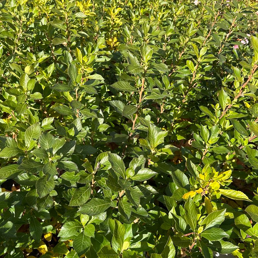 Clethra alnifolia Sugartina® - Summersweet from Pleasant Run Nursery