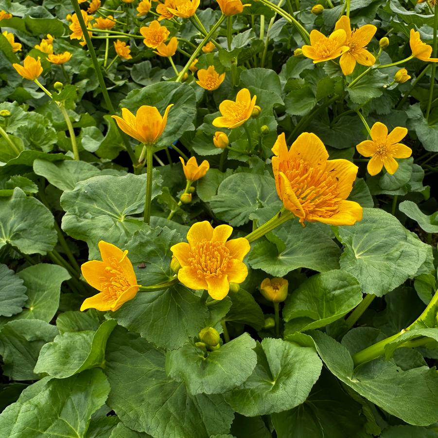 Caltha palustris - Marsh Marigold from Pleasant Run Nursery