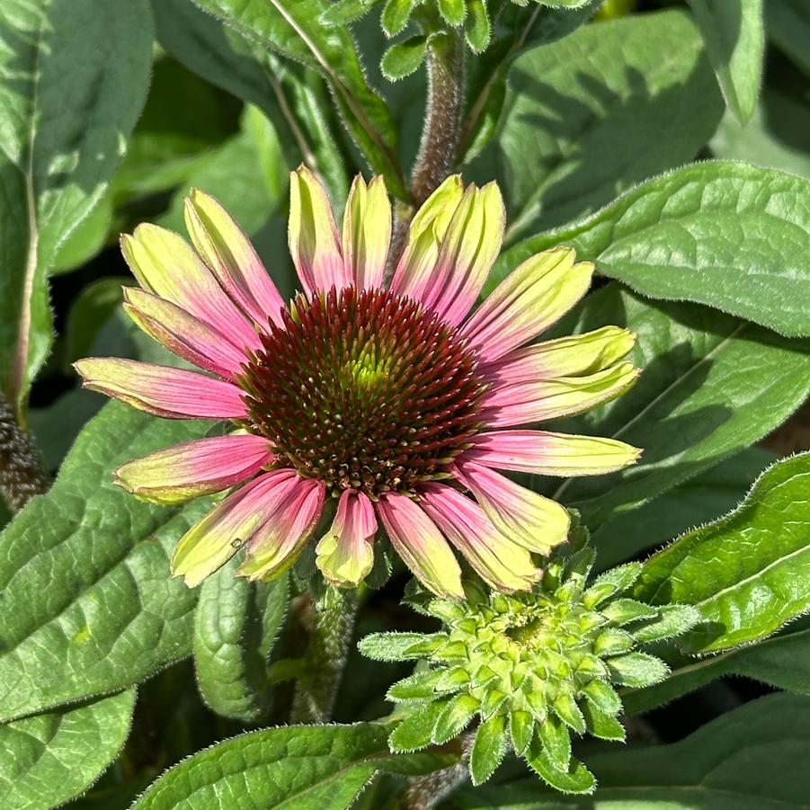 Echinacea purpurea 'Sweet Sandia' - Coneflower from Pleasant Run Nursery