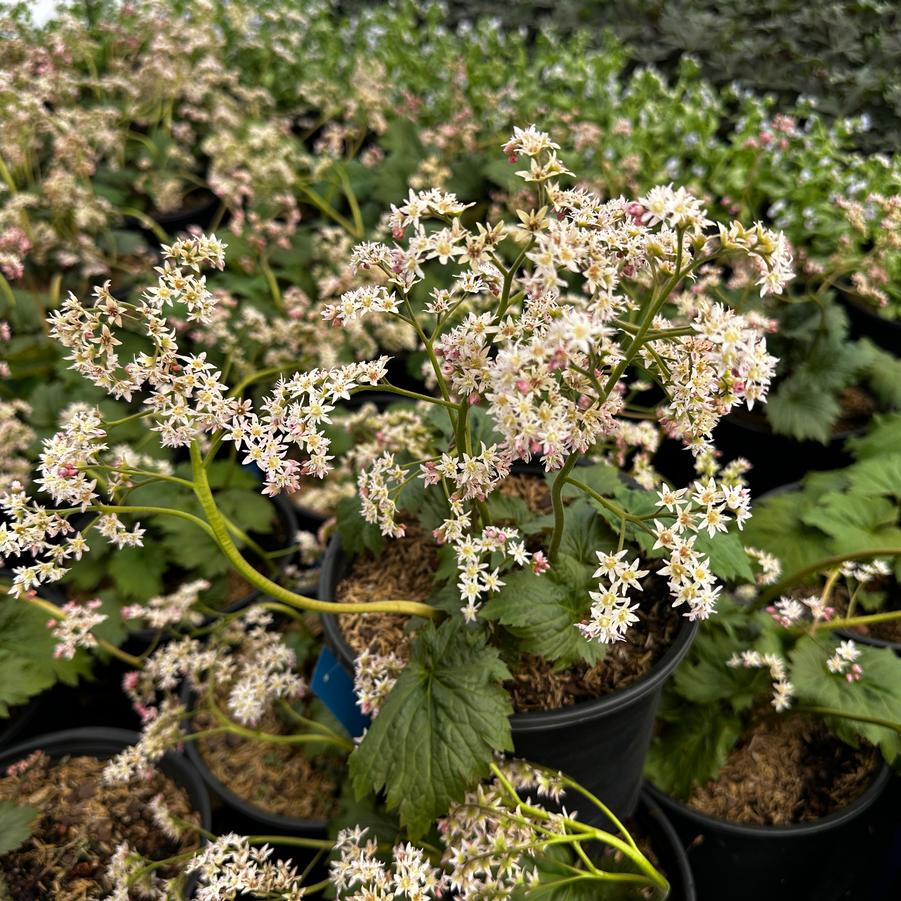 x Oredenia 'Fusion of Fire' - Oredenia 