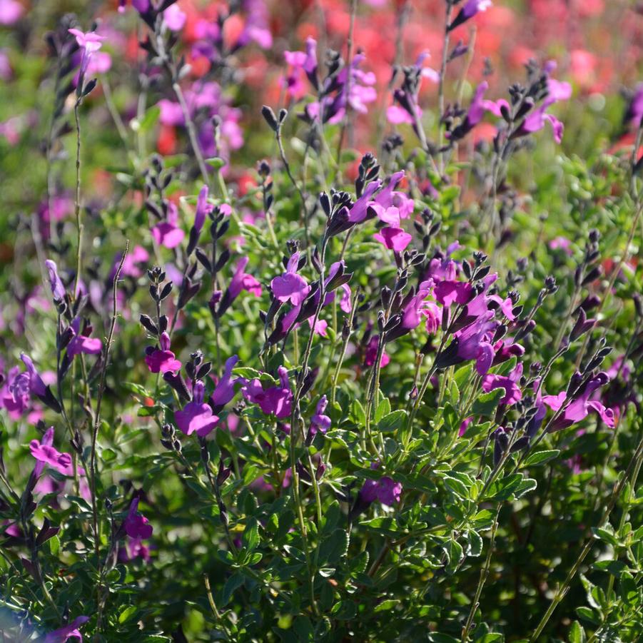 Salvia x Arctic Blaze® Purple - Hybrid Sage (Courtesy of Proven Winners) 