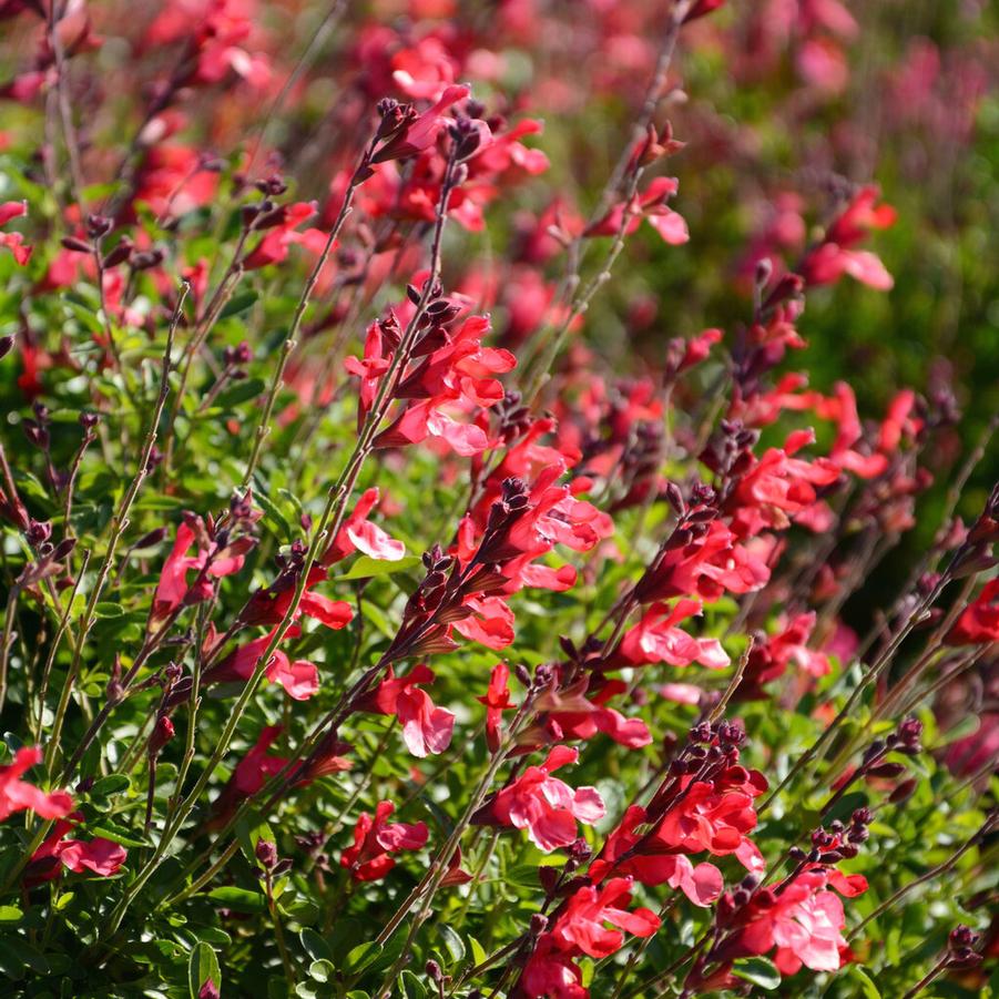 Salvia x Arctic Blaze® Red - Hybrid Sage (Courtesy of Proven Winners) 