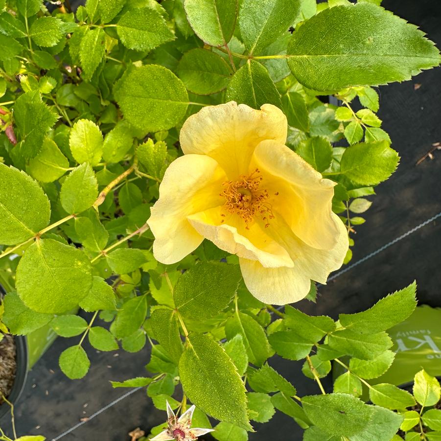 Rosa x Easy Bee-zy™ Knock Out® - Shrub Rose from Pleasant Run Nursery