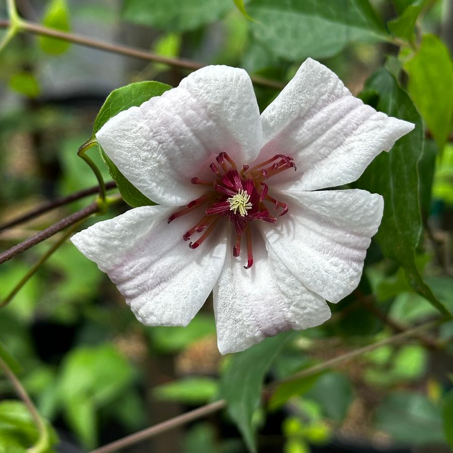 Clematis texensis 'Princess Kate' - Clematis from Pleasant Run Nursery