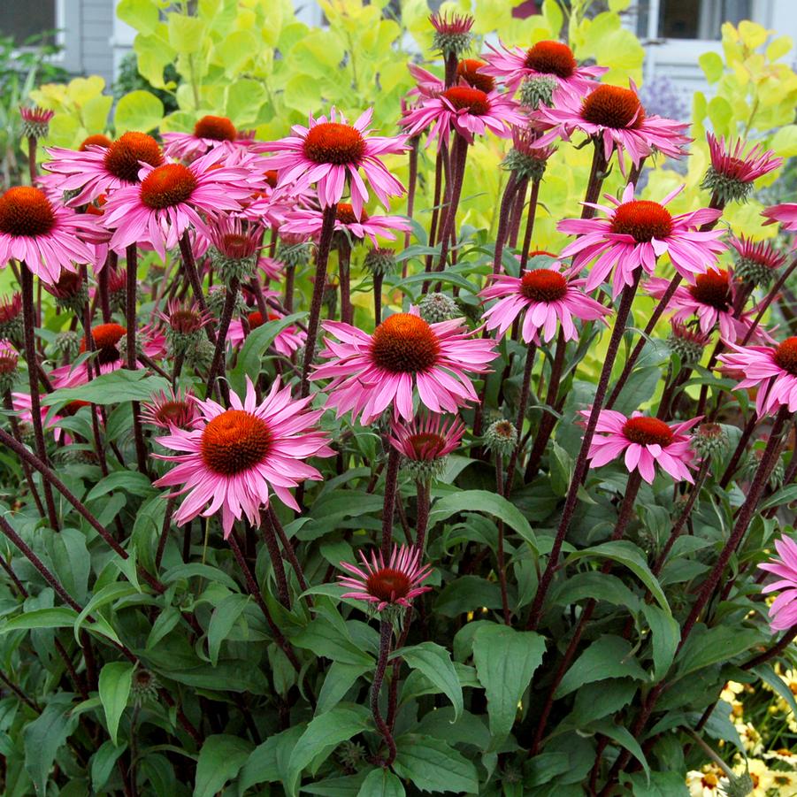 Echinacea x 'Merlot' - Photo courtesy of TERRA NOVA® Nurseries, Inc.