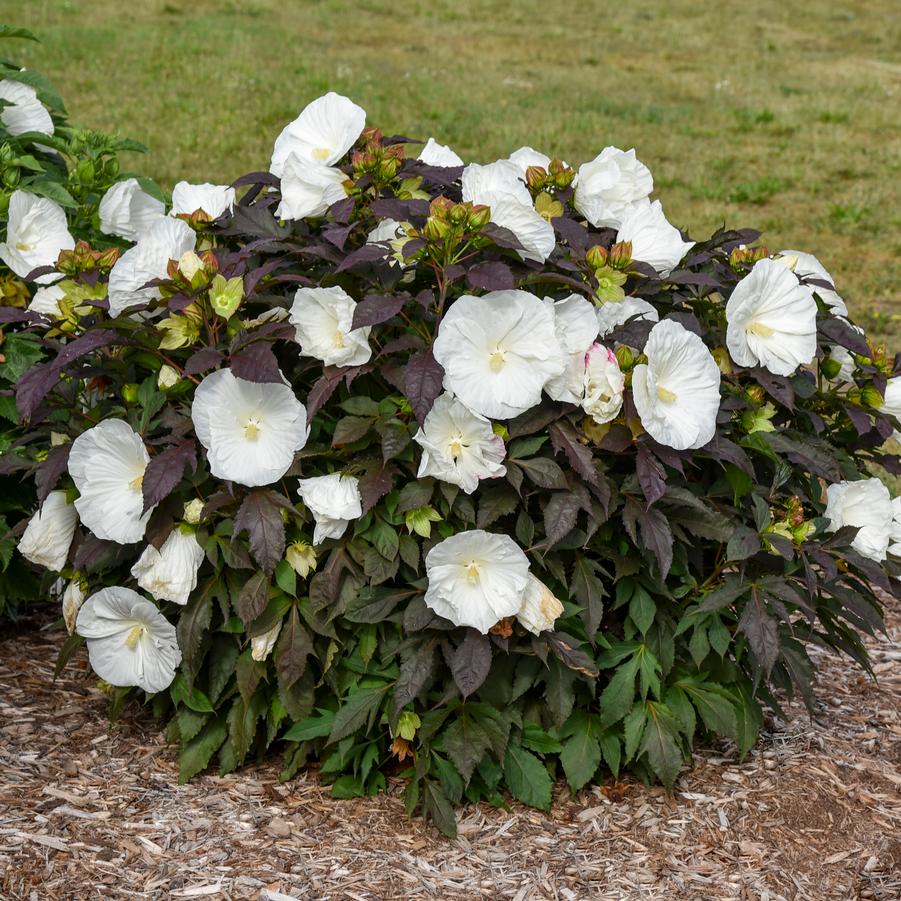Hibiscus x Summerific® 'Cookies and Cream'- Photo Walters Gardens, Inc
