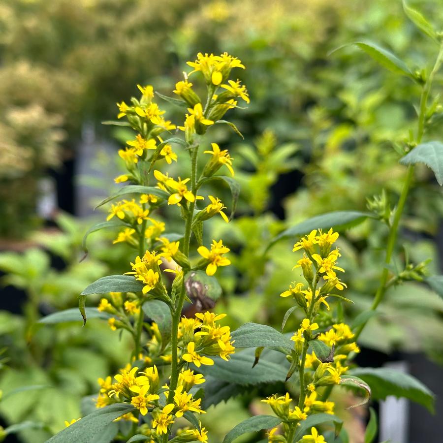 Solidago flexicaulis - Zigzag Goldenrod from Pleasant Run Nursery