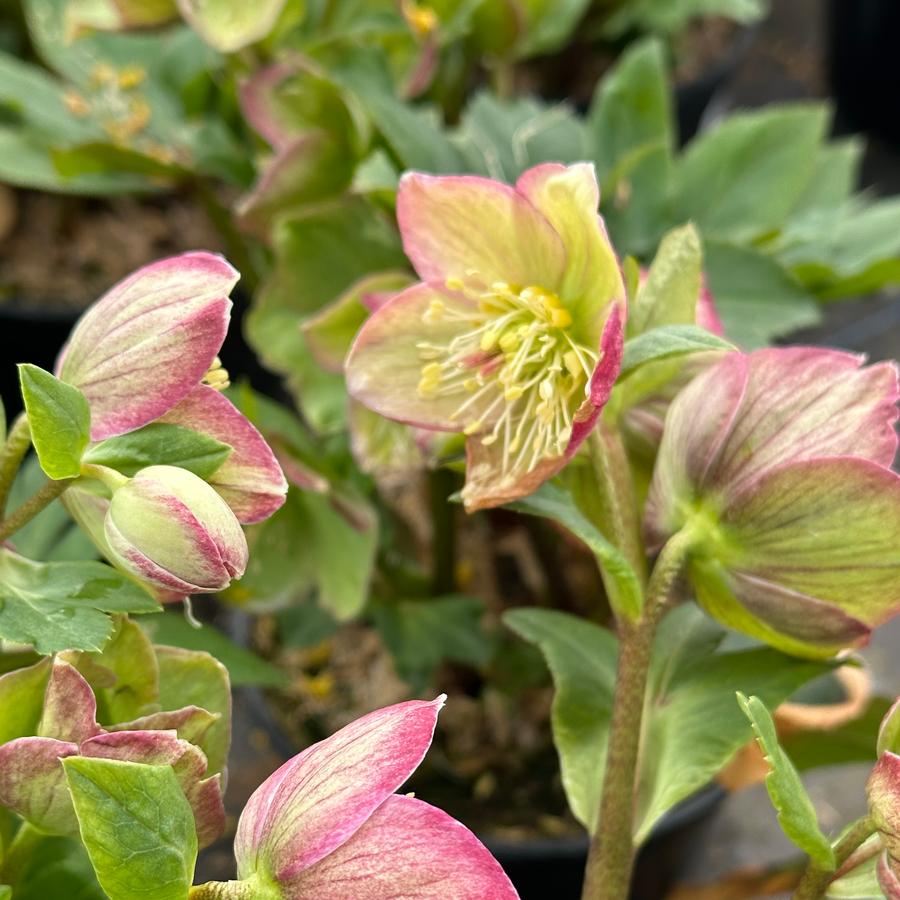 Helleborus x glandorfensis HGC® Ice N' Roses® 'Carlotta' - Hybrid Hellebore from Pleasant Run Nursery