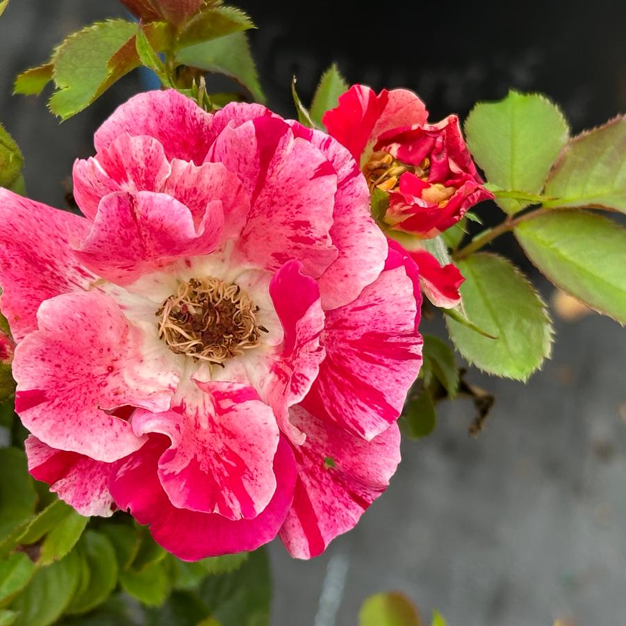 Rosa Fourth of July™ - Climbing Rose from Pleasant Run Nursery