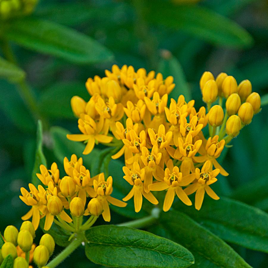 Asclepias tuberosa 'Hello Yellow' - Butterfly Weed - Photos courtesy of Walters Gardens, Inc.