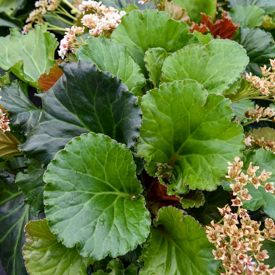 Bergenia cordifolia 'Ripple Effect' - Pigsqueak Photos courtesy of Walters Gardens, Inc.