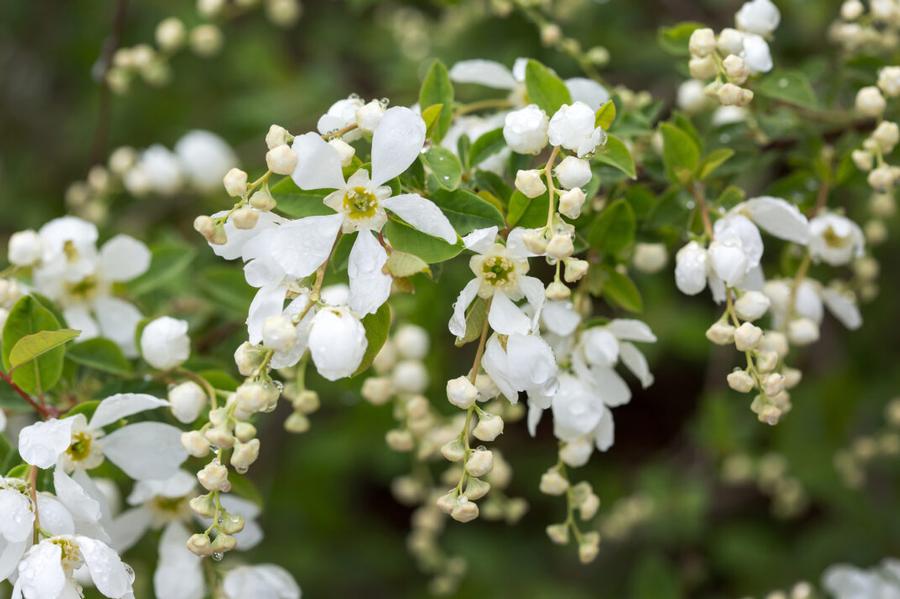 Exochorda x macrantha 'Lotus Moon™' - Pearlbush Courtesy of Bailey Nurseries