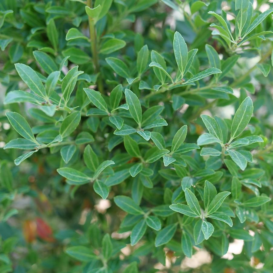 Ilex glabra Squeeze Box® - Inkberry Holly (Courtesy of Proven Winners) 